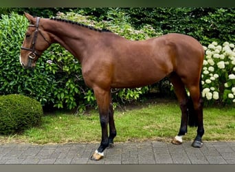 Belgisches Warmblut, Wallach, 7 Jahre, 168 cm, Brauner