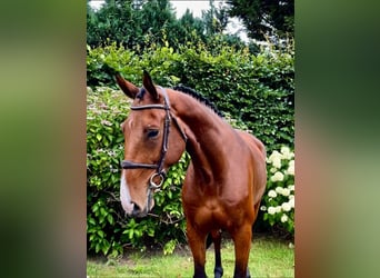 Belgisches Warmblut, Wallach, 7 Jahre, 168 cm, Brauner