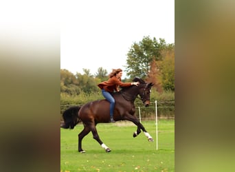 Belgisches Warmblut, Wallach, 7 Jahre, 168 cm, Dunkelbrauner