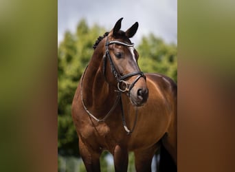 Belgisches Warmblut, Wallach, 7 Jahre, 168 cm, Dunkelbrauner