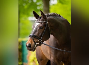 Belgisches Warmblut, Wallach, 7 Jahre, 168 cm, Dunkelbrauner