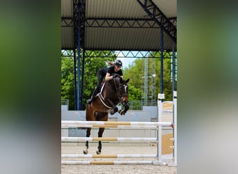 Belgisches Warmblut, Wallach, 7 Jahre, 168 cm, Dunkelbrauner