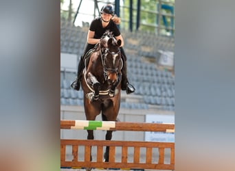 Belgisches Warmblut, Wallach, 7 Jahre, 168 cm, Dunkelbrauner