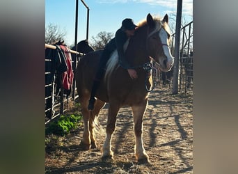 Belgisches Warmblut, Wallach, 7 Jahre, 168 cm, Dunkelfuchs