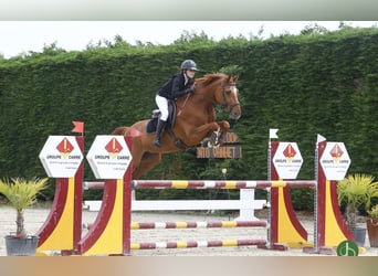 Belgisches Warmblut, Wallach, 7 Jahre, 168 cm, Fuchs