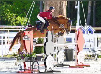 Belgisches Warmblut, Wallach, 7 Jahre, 172 cm, Fuchs