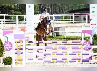 Belgisches Warmblut, Wallach, 7 Jahre, 172 cm, Fuchs