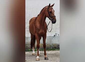 Belgisches Warmblut, Wallach, 7 Jahre, 173 cm, Fuchs