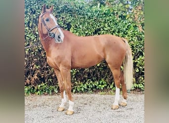 Belgisches Warmblut, Wallach, 7 Jahre, 178 cm, Fuchs