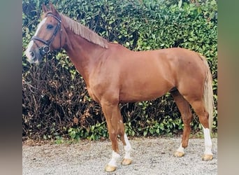 Belgisches Warmblut, Wallach, 7 Jahre, 178 cm, Fuchs