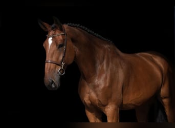 Belgisches Warmblut, Wallach, 7 Jahre, 180 cm, Brauner