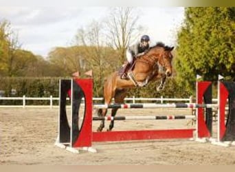 Belgisches Warmblut, Wallach, 7 Jahre, 182 cm, Brauner