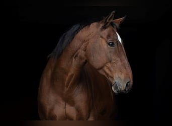 Belgisches Warmblut, Wallach, 8 Jahre, 158 cm, Brauner