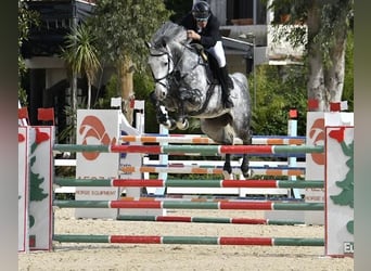 Belgisches Warmblut, Wallach, 8 Jahre, 163 cm, Schimmel