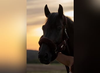 Belgisches Warmblut, Wallach, 8 Jahre, 164 cm, Dunkelbrauner