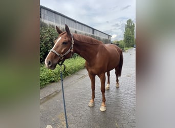 Belgisches Warmblut, Wallach, 8 Jahre, 165 cm, Fuchs