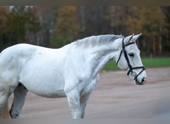 Belgisches Warmblut, Wallach, 8 Jahre, 165 cm, Schimmel