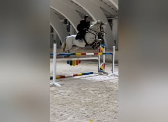 Belgisches Warmblut, Wallach, 8 Jahre, 165 cm, Schimmel
