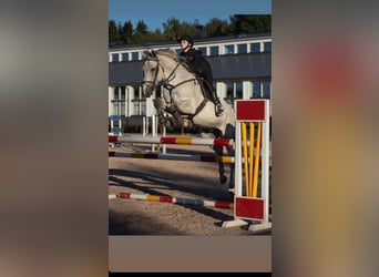 Belgisches Warmblut, Wallach, 8 Jahre, 165 cm, Schimmel