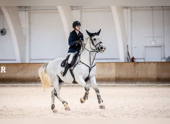 Belgisches Warmblut, Wallach, 8 Jahre, 165 cm, Schimmel