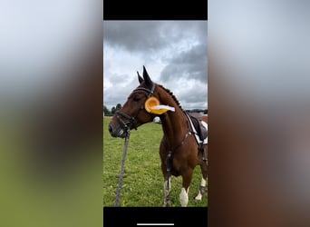 Belgisches Warmblut, Wallach, 8 Jahre, 166 cm, Fuchs