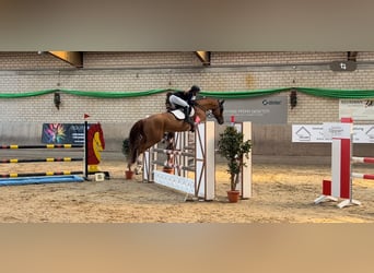 Belgisches Warmblut, Wallach, 8 Jahre, 166 cm, Fuchs