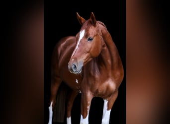 Belgisches Warmblut, Wallach, 8 Jahre, 166 cm, Fuchs