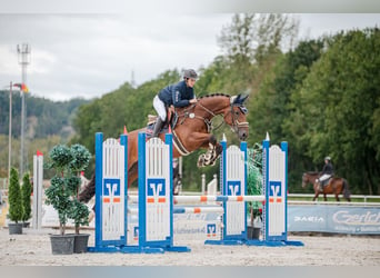 Belgisches Warmblut, Wallach, 8 Jahre, 167 cm, Brauner