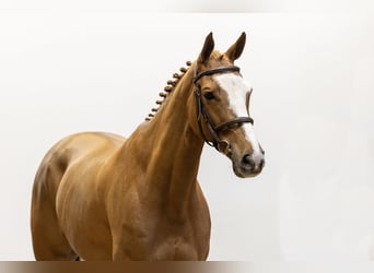 Belgisches Warmblut, Wallach, 8 Jahre, 167 cm, Fuchs