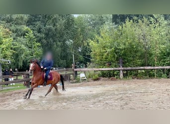 Belgisches Warmblut, Wallach, 8 Jahre, 168 cm, Brauner