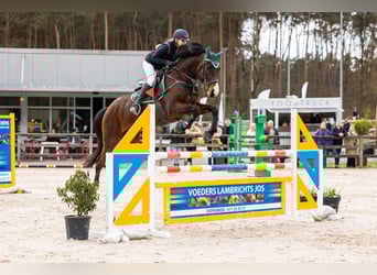 Belgisches Warmblut, Wallach, 8 Jahre, 168 cm, Dunkelbrauner