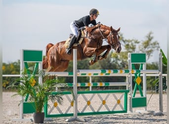Belgisches Warmblut, Wallach, 8 Jahre, 170 cm, Dunkelfuchs