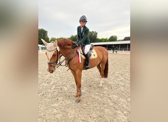 Belgisches Warmblut, Wallach, 8 Jahre, 170 cm, Dunkelfuchs