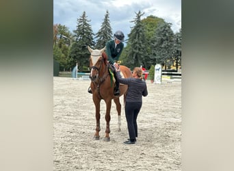 Belgisches Warmblut, Wallach, 8 Jahre, 170 cm, Dunkelfuchs