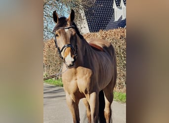 Belgisches Warmblut, Wallach, 8 Jahre, 170 cm, Hellbrauner