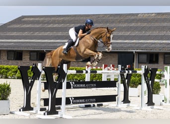 Belgisches Warmblut, Wallach, 8 Jahre, 171 cm, Fuchs