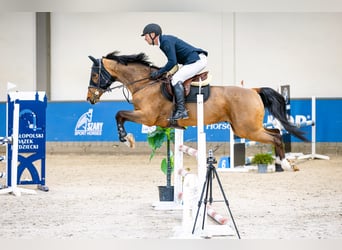 Belgisches Warmblut, Wallach, 8 Jahre, 172 cm, Brauner