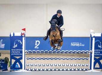 Belgisches Warmblut, Wallach, 8 Jahre, 172 cm, Brauner