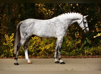 Belgisches Warmblut, Wallach, 8 Jahre, 172 cm, Schimmel