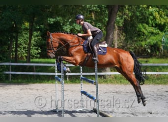 Belgisches Warmblut, Wallach, 8 Jahre, 173 cm, Brauner