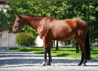 Belgisches Warmblut, Wallach, 8 Jahre, 173 cm, Brauner