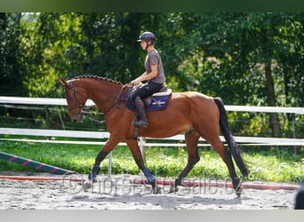 Belgisches Warmblut, Wallach, 8 Jahre, 173 cm, Brauner
