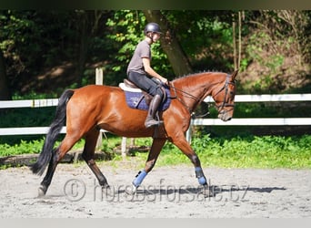 Belgisches Warmblut, Wallach, 8 Jahre, 173 cm, Brauner
