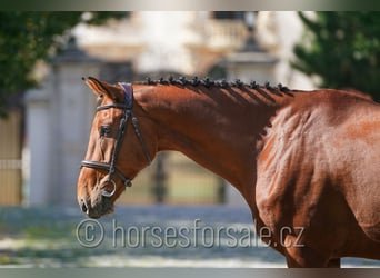 Belgisches Warmblut, Wallach, 8 Jahre, 173 cm, Brauner