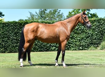 Belgisches Warmblut, Wallach, 8 Jahre, 173 cm, Brauner