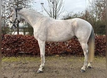 Belgisches Warmblut, Wallach, 8 Jahre, 175 cm, Fliegenschimmel