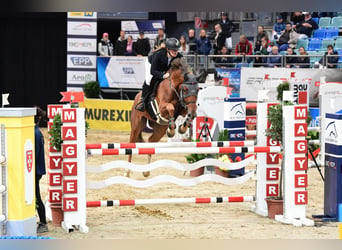 Belgisches Warmblut, Wallach, 8 Jahre, 175 cm, Fuchs