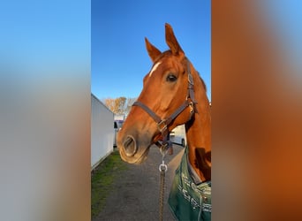 Belgisches Warmblut, Wallach, 8 Jahre, 175 cm, Fuchs