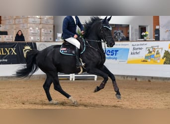 Belgisches Warmblut, Wallach, 8 Jahre, 175 cm, Rappe