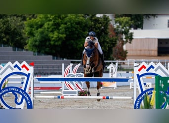 Belgisches Warmblut, Wallach, 8 Jahre, 175 cm, Rotbrauner